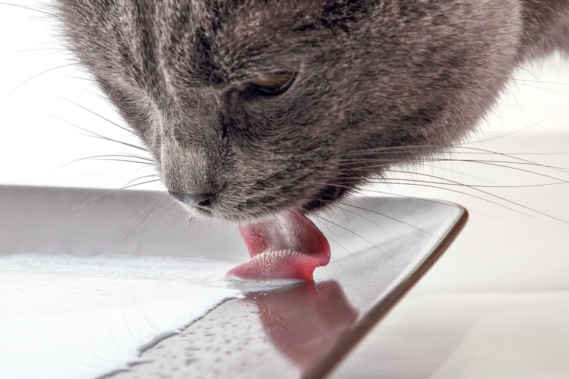 Cat Drinking from Water